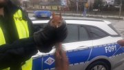 policjant trzyma w ręce wiewiórkę
