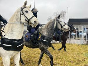 Konie policyjne i sekcja konna Straży Miejskiej w Łodzi.