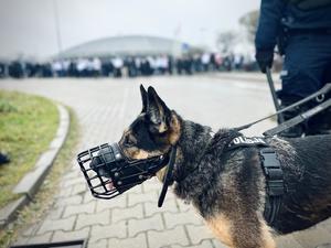 Pies służbowy na tle stadionu ŁKS Łódź.