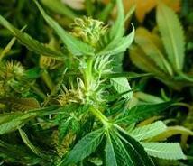 krzak marihuany