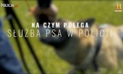 Plakat - pies służbowy podczas ćwiczeń