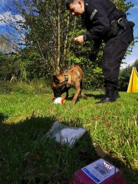 Policjantka ćwiczy psa w wyszukiwaniu narkotyków, pakunki leżą na trawie.