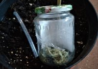 Na zdjęciu widoczny słoik z zawartością zielonego suszu- marihuana. Słoik umieszczony jest w doniczce, w której umieszczony był krzew konopi.