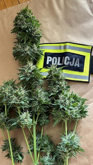 Zdjęcie ściętych roślin konopi, obok przepaska z napisem Policja.
