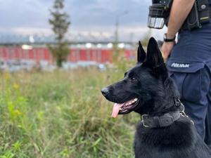 Pies służbowy wraz z przewodnikiem policyjnym w tle widoczny stadion Widzewa Łódź.