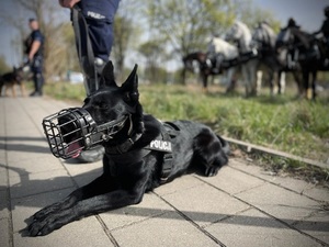Pies służbowy podczas zabezpieczenia.