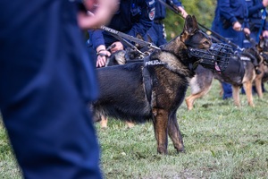 Pies służbowy na tle policjantów.