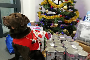 Labrador Maciej na tle choinki, pod którą stoją przyniesione przez policjantów i pracowników policji dary dla psów w schronisku.