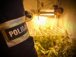 Policyjna opaska na rękawie bluzy, w tle krzaki marihuany.