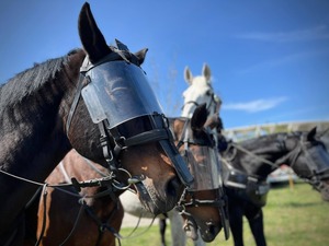 Patrole konne podczas zabezpieczenia.