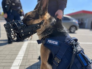 Pies służbowy podczas zabezpieczenia.
