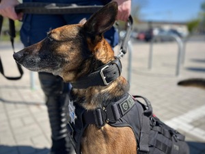 Pies służbowy podczas zabezpieczenia.