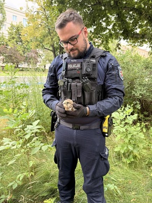 Policjant trzyma pustułkę.