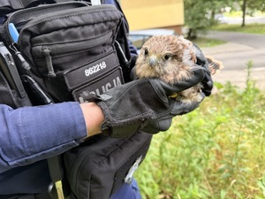 Policjant trzyma pustułkę w dłoniach.