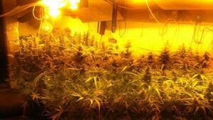 uprawa konopi indyjskich