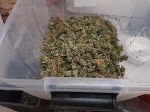 susz roślinny w plastikowym pudle